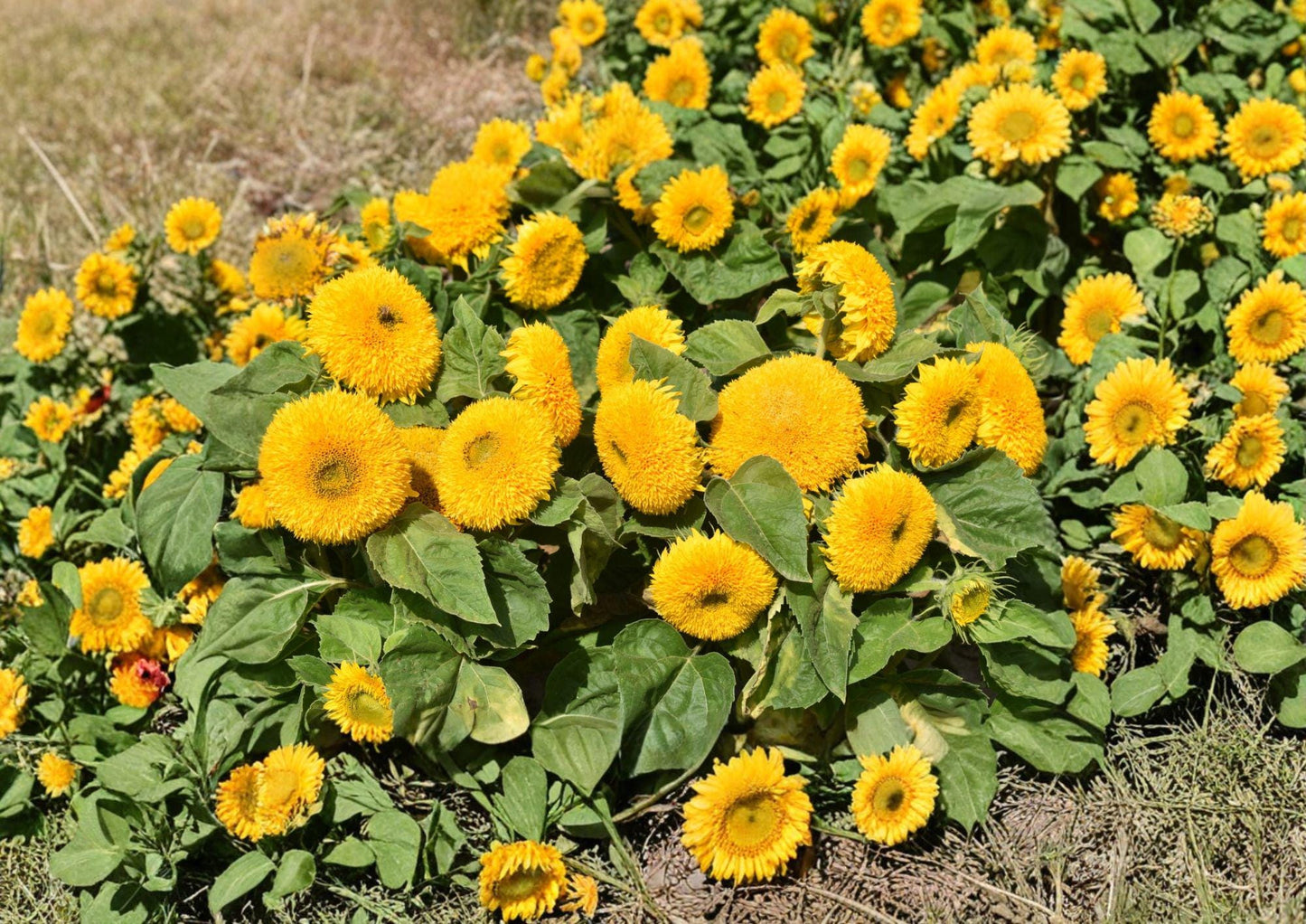 Sunflower Teddy Bear Dwarf Seeds – Double Golden Blooms, Compact Annual, Pollinator Friendly, for Containers & Gardens