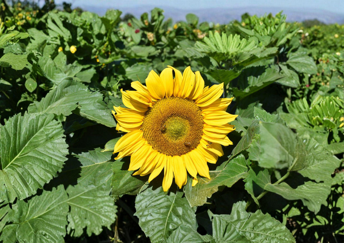 Dwarf Sunflower Seeds – Sunspot Variety, 50 Premium Bright Golden Blooms, Compact Annual for Gardens & Containers, Helianthus annuus