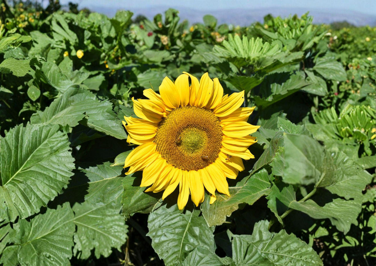 Dwarf Sunflower Seeds – Sunspot Variety, 50 Premium Bright Golden Blooms, Compact Annual, Helianthus annuus