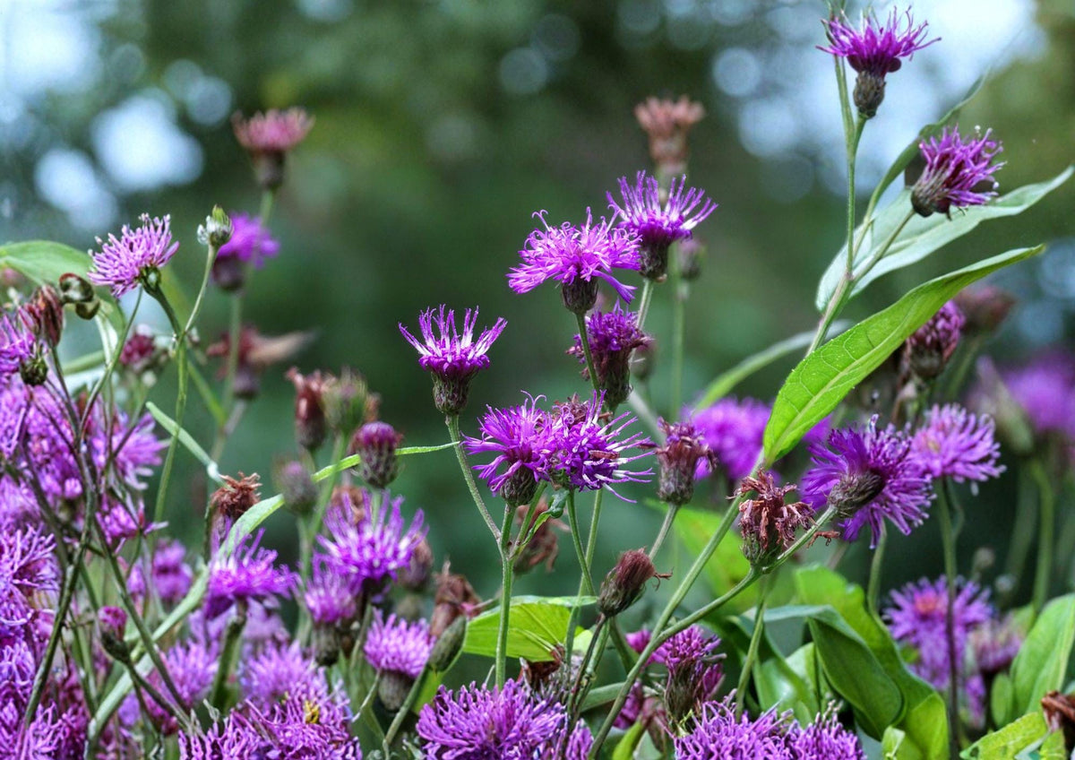 New York Ironweed Seeds – 100 Native Purple Wildflower Perennial for Gardens, Meadows, and Pollinator Habitats (Vernonia noveboracensis)
