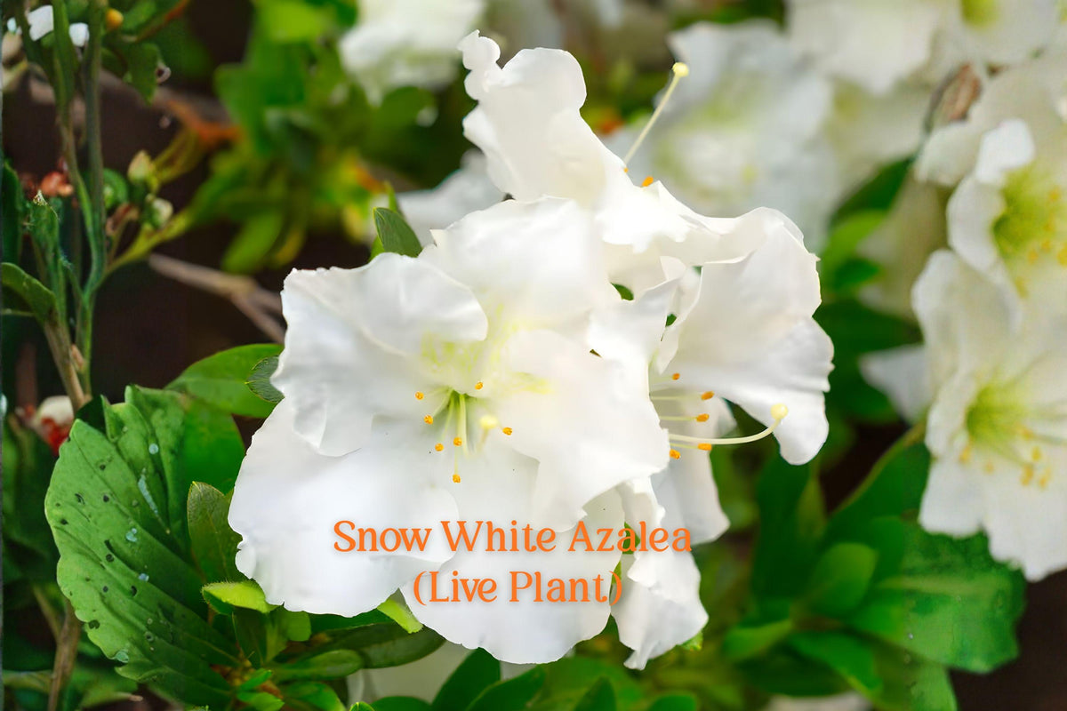 Snow White Azalea Live Plant | Rhododendron Azalea ‘Snow White’ | Evergreen Garden Shrub with White Flowers