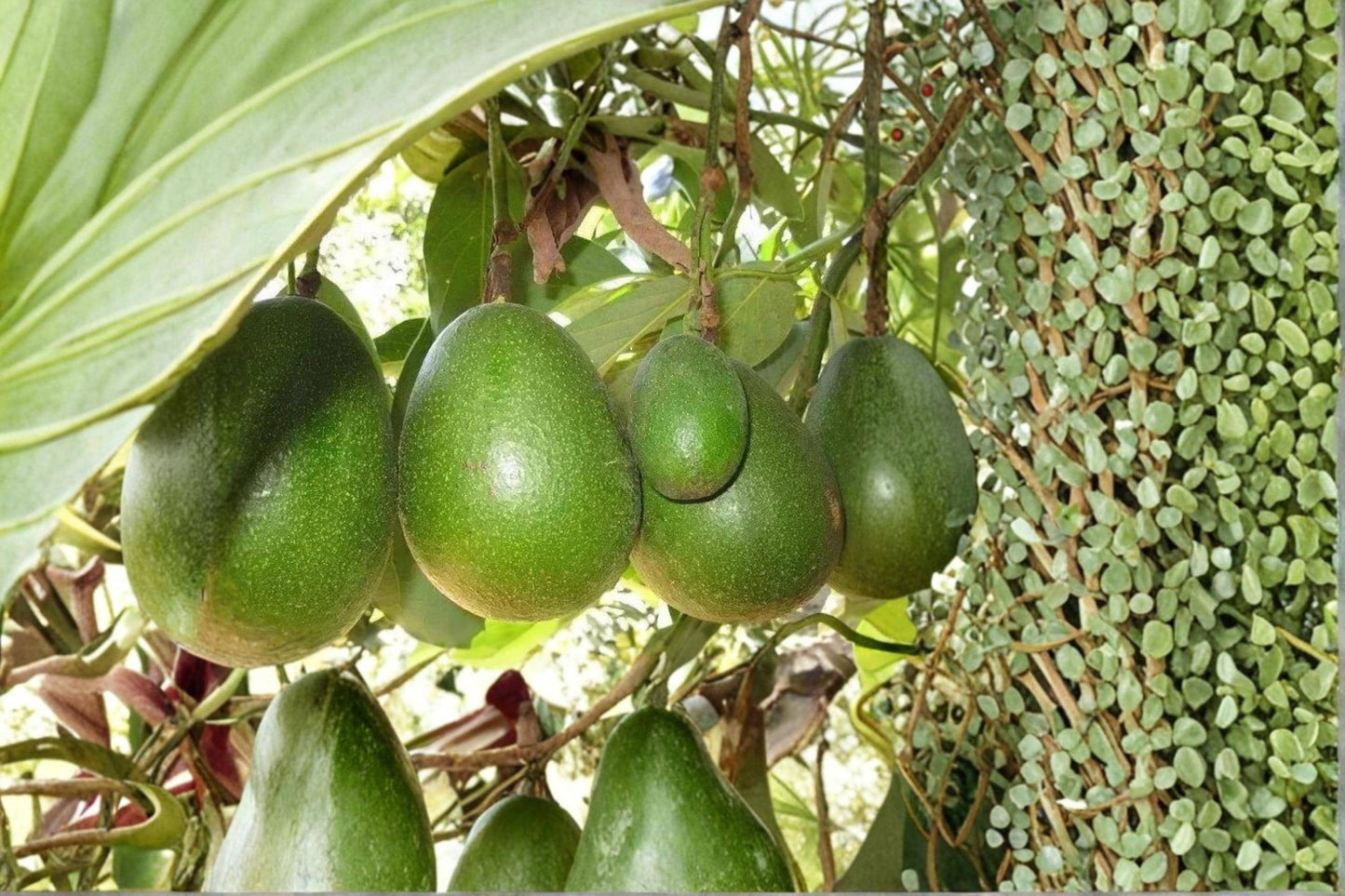 Avozilla Avocado Tree Cutting 6-8" Persea americana ‘Avozilla’ Unrooted Fruit Tree for Grafting