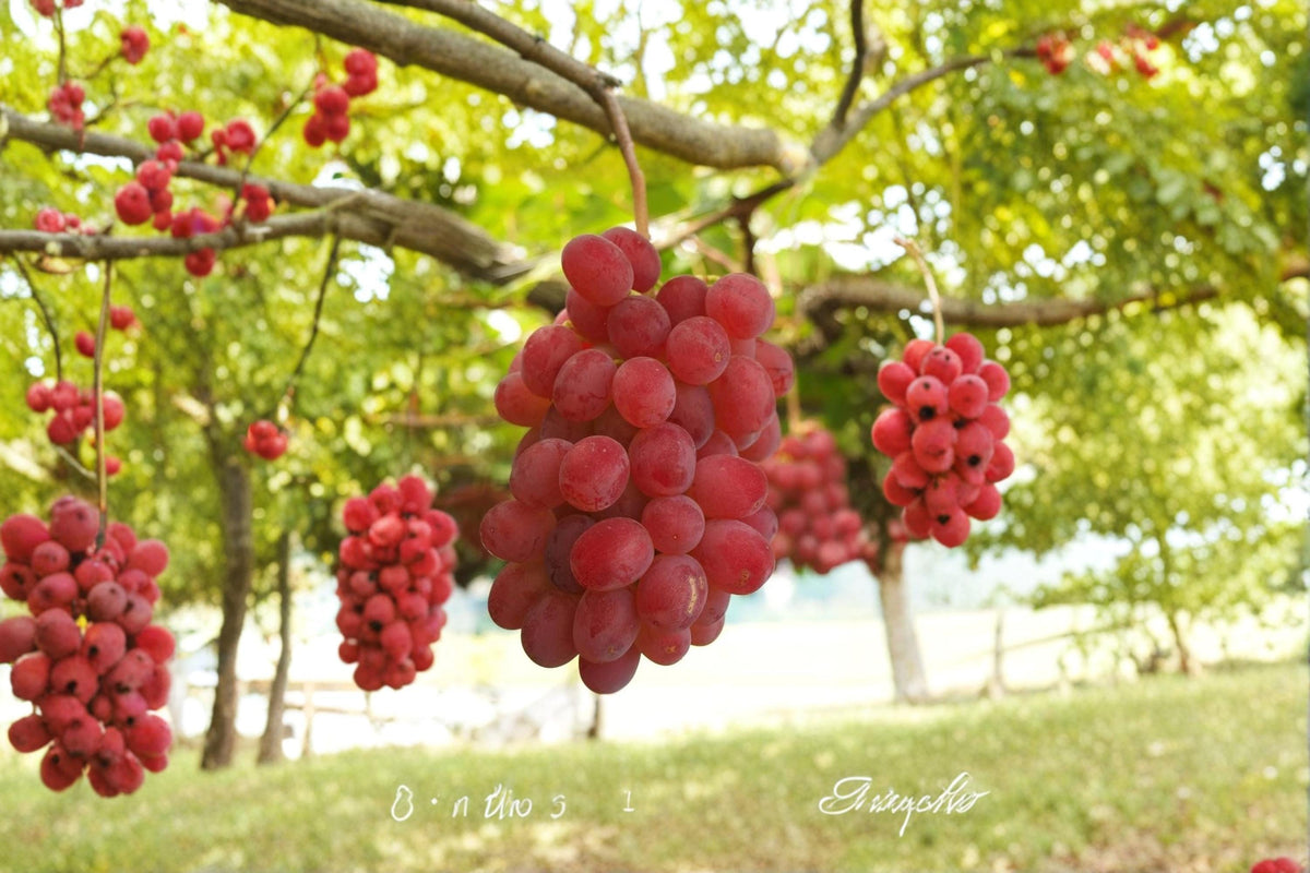 Kaiji Grape Vine Plant | 1-2 ft Vitis vinifera ‘Kaiji’ | Fruit Climbing Vine for Garden & Container