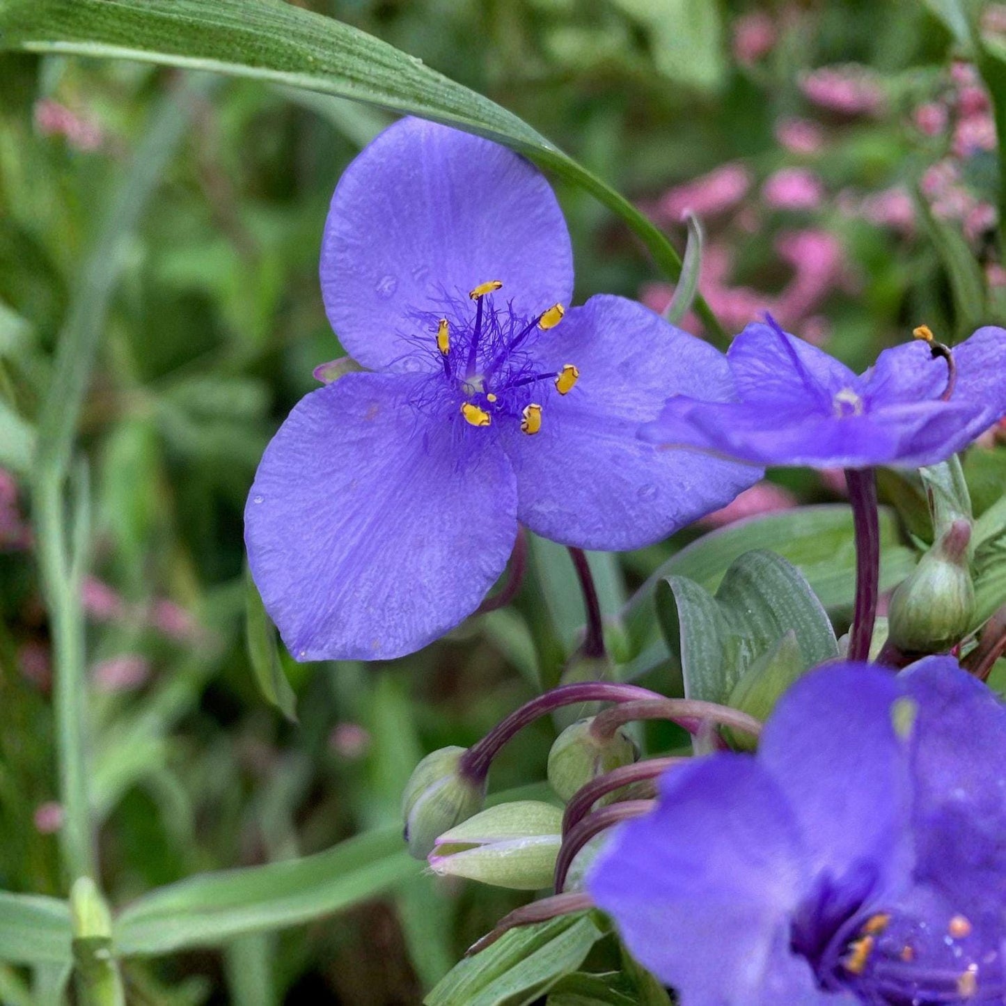 Prairie Spiderwort Seeds, Native Wildflower, Blue Violet Flowers, Tradescantia occidentalis, Pollinator Garden Seeds