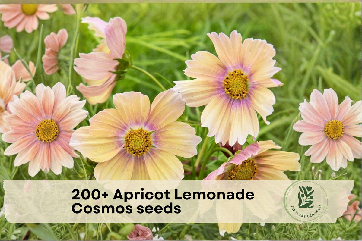 Apricot Lemonade Cosmos Seeds – 200+ Cosmos bipinnatus Annual Flower for Borders, Wildflower Gardens & Cut Flowers