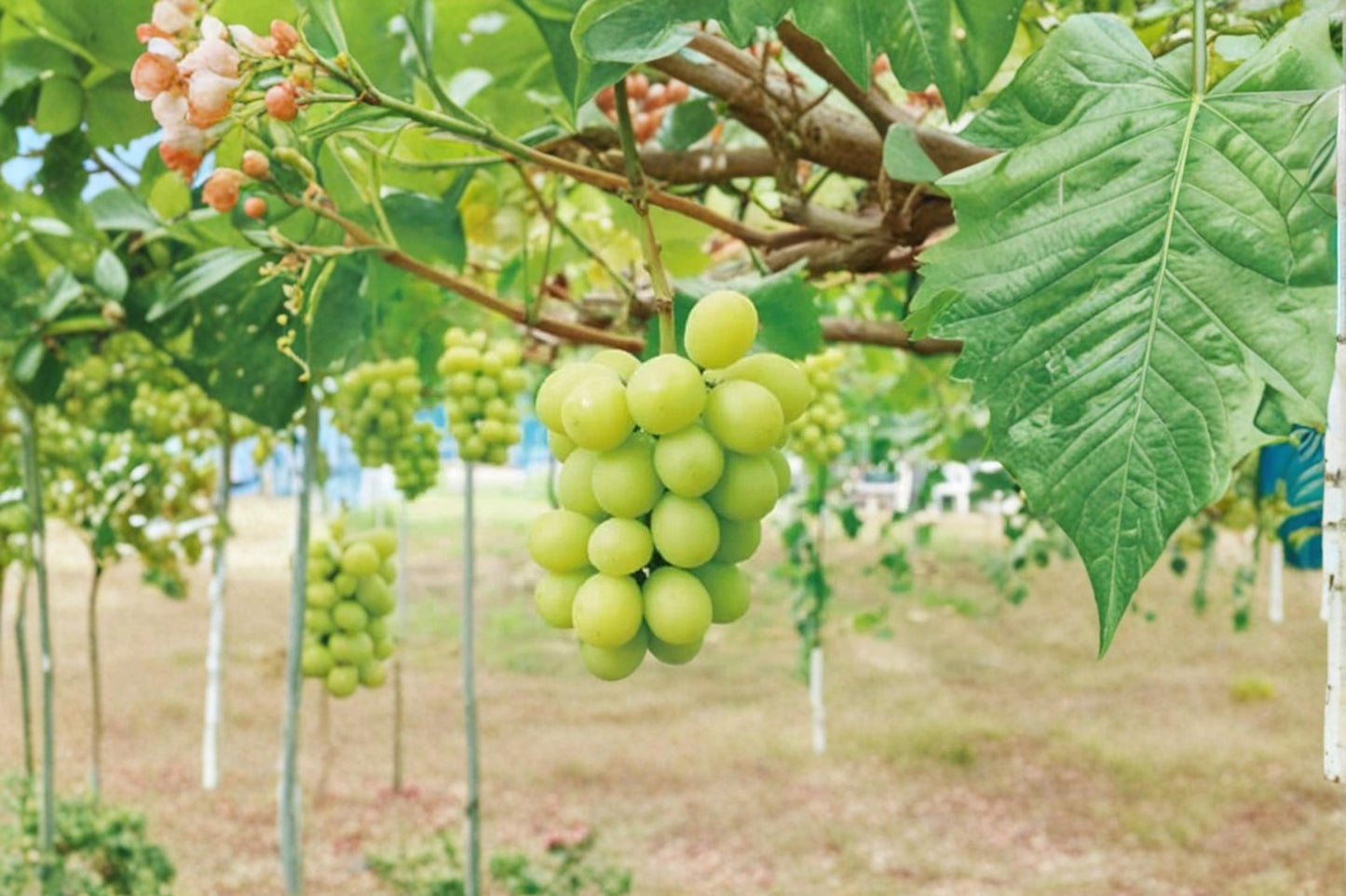 Live Shine Muscat Grape Vine – Vitis vinifera ‘Shine Muscat’ Fruit Plant, Climbing Vine for Garden or Container