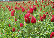 Crimson Clover Seeds – Red Flower Cover Crop, Nitrogen Fixing, Pollinator Friendly, Trifolium incarnatum, 100 Seeds