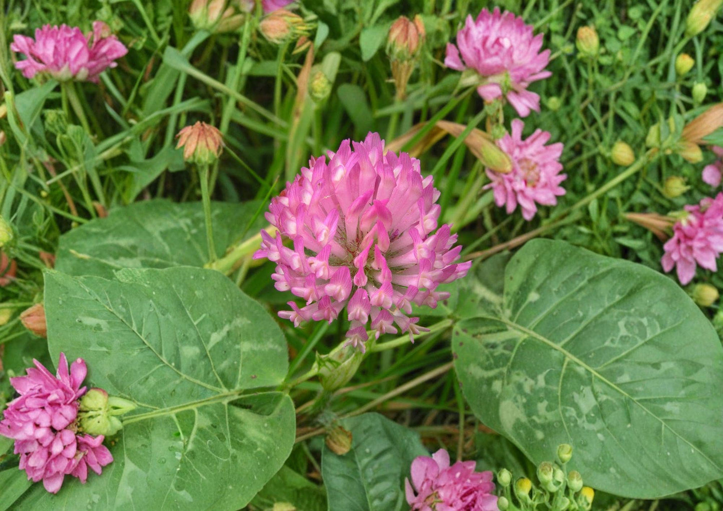 Red Clover Seeds – Pink Purple Flower, Nitrogen Fixing Cover Crop, Trifolium pratense, 100 Seeds