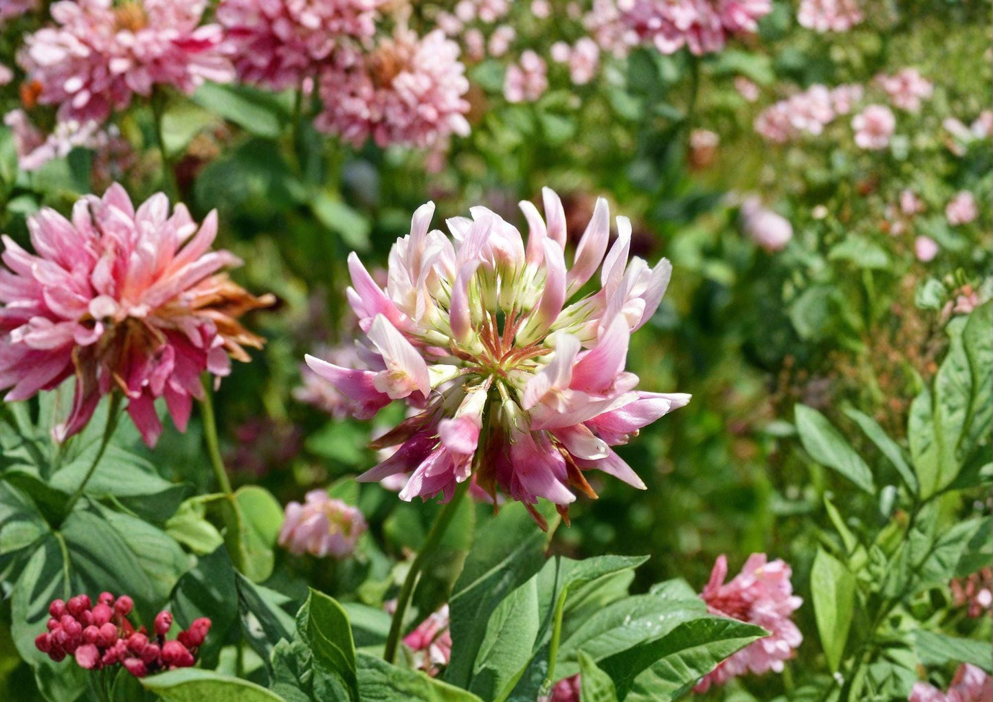 Alsike Clover Seeds – Pink White Nitrogen Fixing Cover Crop for Soil Improvement (Trifolium hybridum)