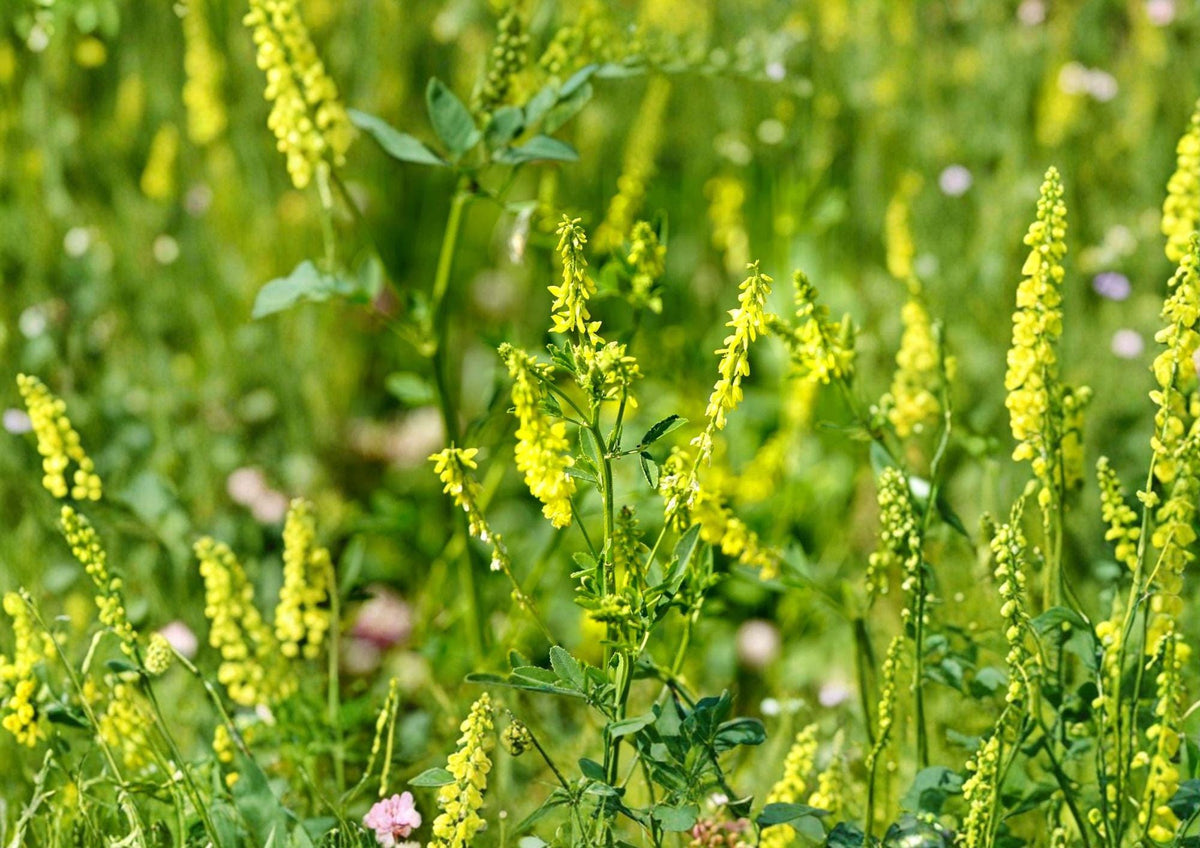 Yellow Blossom Sweet Clover Seeds – Fragrant Cover Crop, Nitrogen Fixing, Pollinator Friendly, Melilotus officinalis