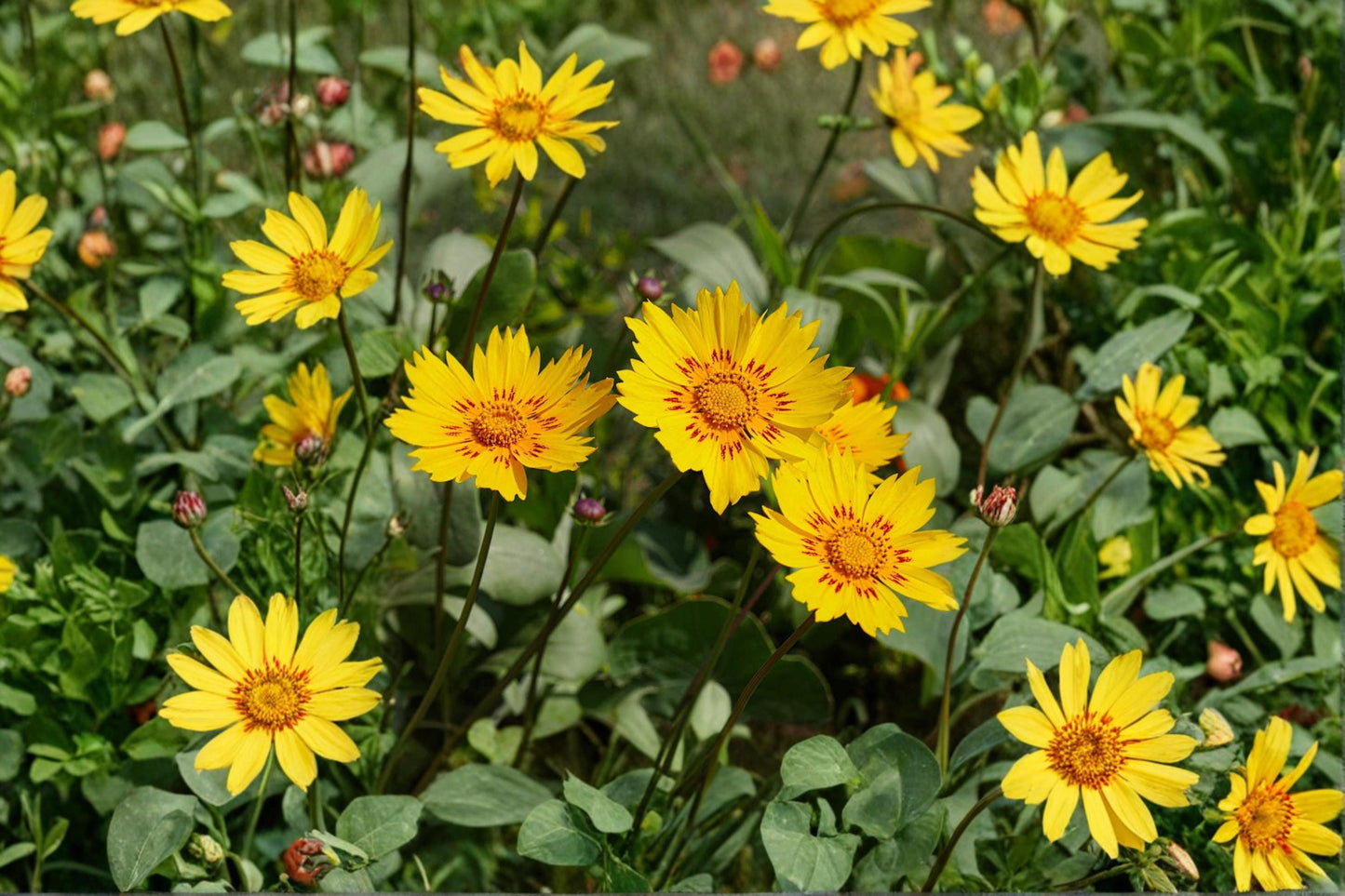 Picta Tickseed Seeds, Coreopsis Nuecensis, Wildflower, Pollinator-Friendly, Non-GMO, Garden Flower, Bee & Butterfly Attractant