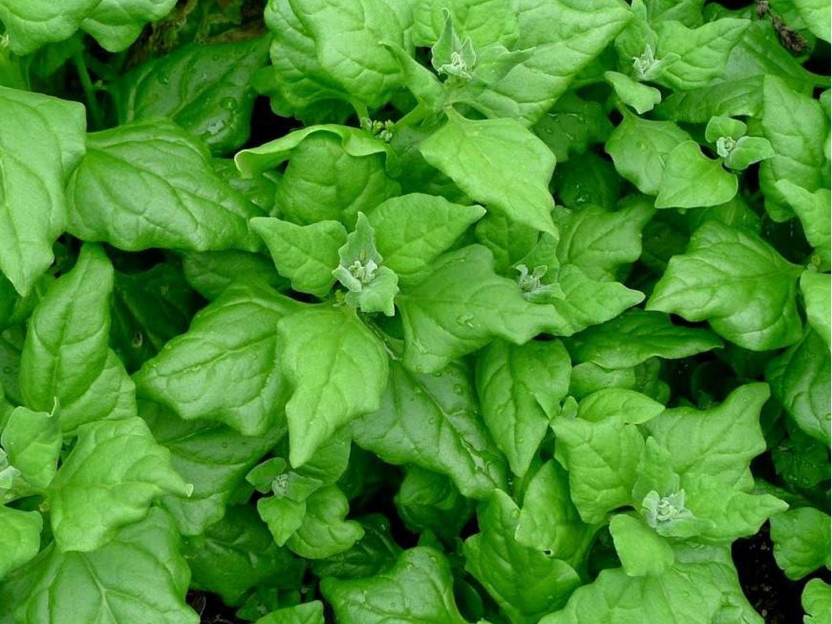 New Zealand Spinach Seeds – 100 Count, Heat-Tolerant Green, Tetragonia tetragonioides, Summer Garden Leafy Greens