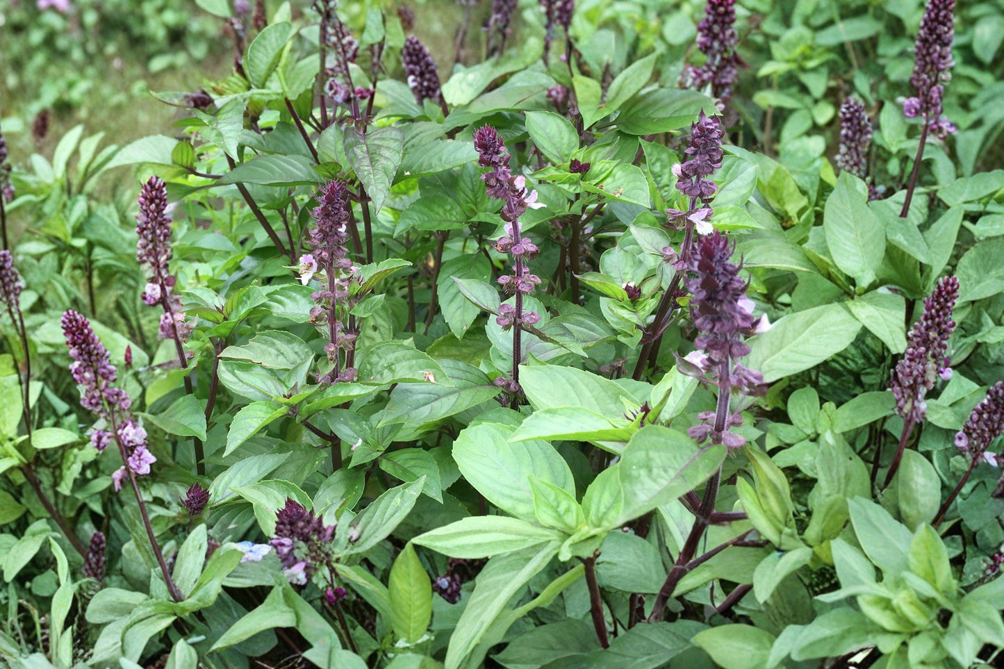 Cinnamon Basil Seeds - Heirloom Non-GMO Culinary Herb for Gardens & Containers - Ocimum basilicum