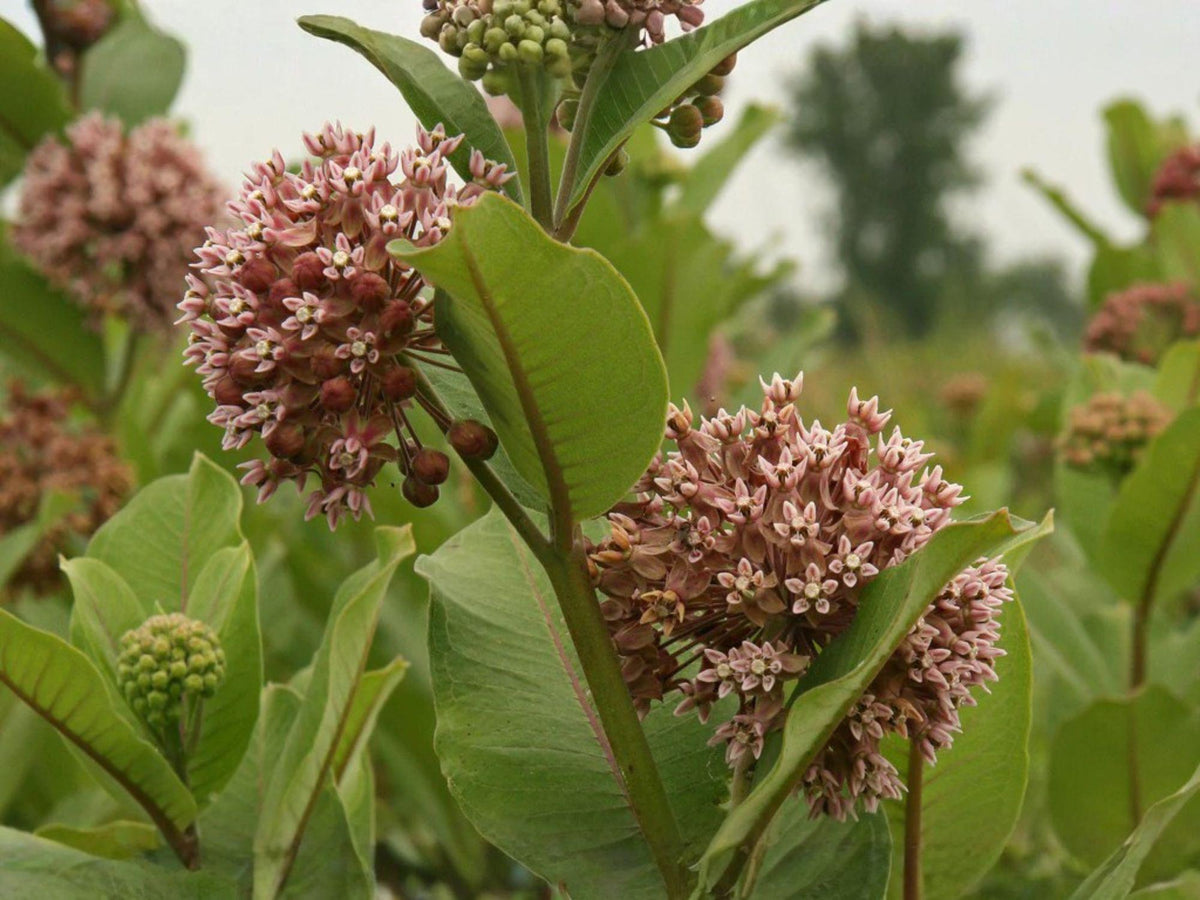 Common Milkweed Seeds – Heirloom Non-GMO Asclepias syriaca for Butterfly Pollinator Gardens