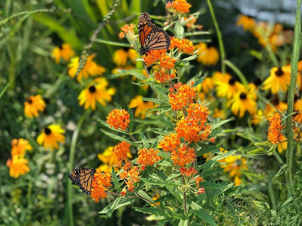 Asclepias Tuberosa Butterfly Weed Seeds – Non-GMO Heirloom Pollinator Native Wildflower for Garden, Butterfly, Pollinator Garden