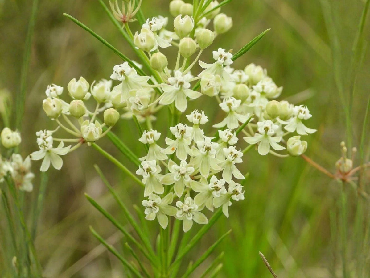 Asclepias verticillata Seeds – Heirloom Whorled Milkweed for Pollinator Gardens, Native Wildflower, Butterfly Garden, Non-GMO