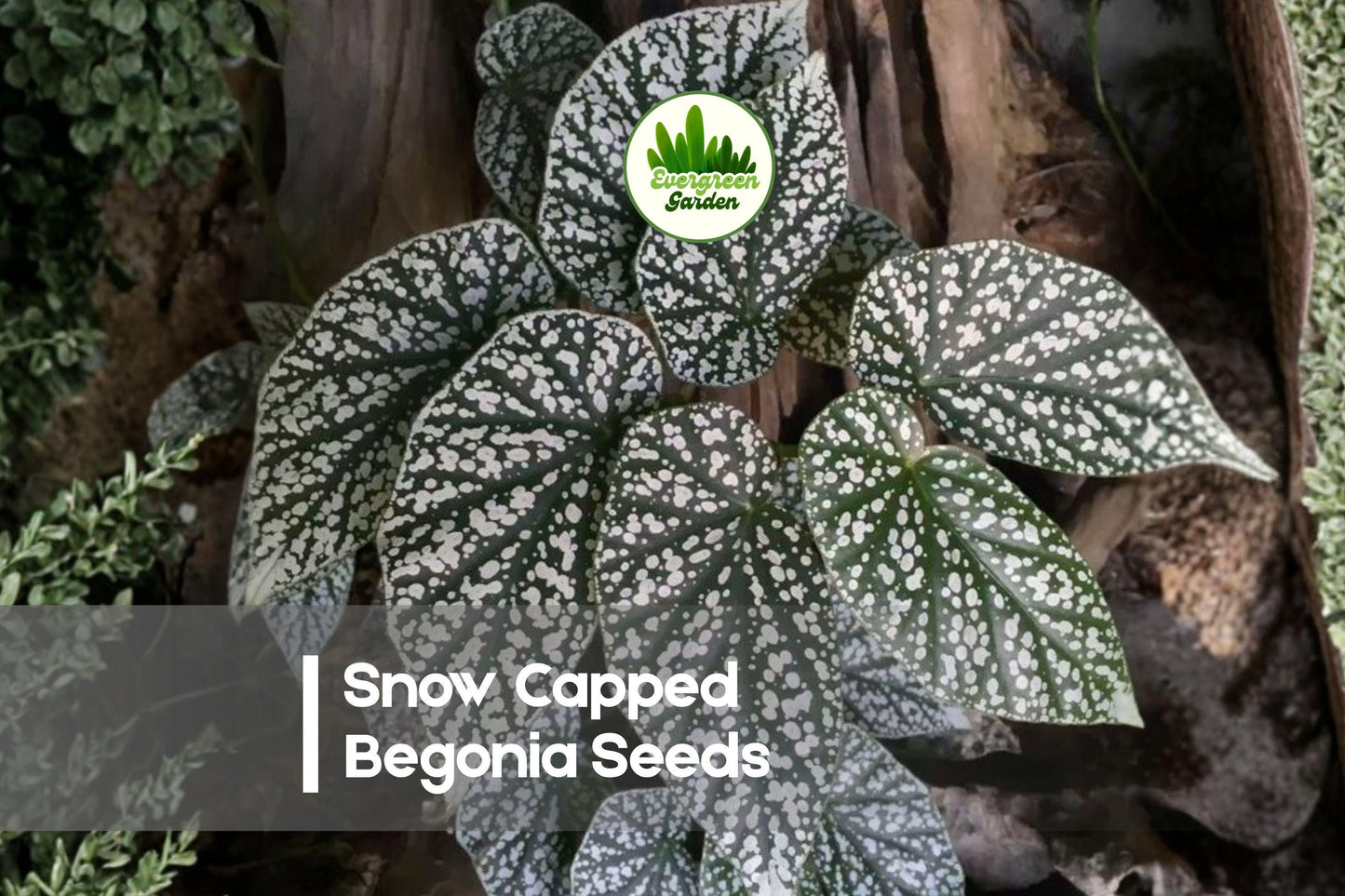 25 Snow Capped Begonia Seeds - Ornamental Flower Seeds for Containers, Borders, Shade Gardens - Begonia semperflorens