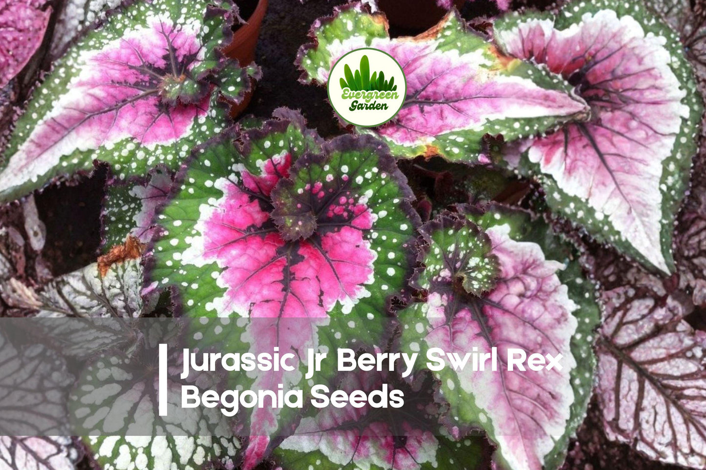 25+ Jurassic Jr Berry Swirl Rex Begonia Seeds - Ornamental Foliage Plant, Begonia rex-cultorum, Berry Red & Silver Swirl