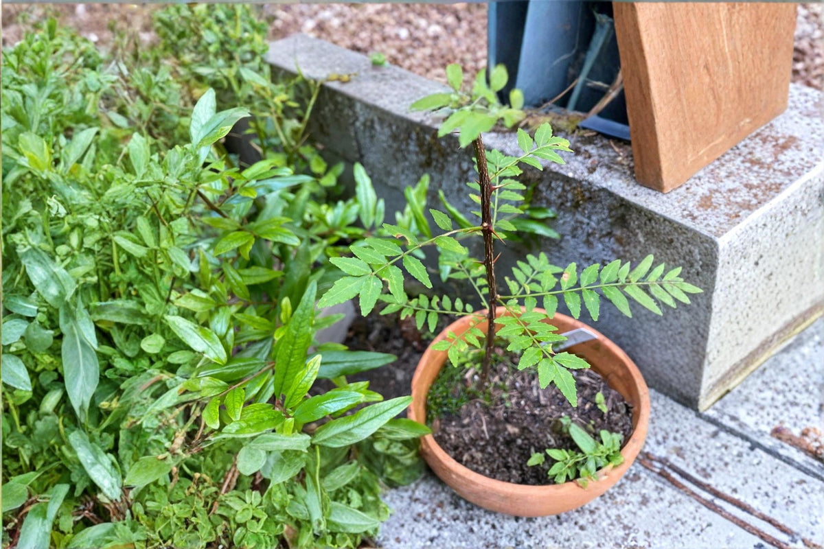Sansho Propagation Cuttings - Zanthoxylum piperitum Japanese Pepper Tree, Aromatic Shrub, Small Tree, Fresh Plant Cuttings