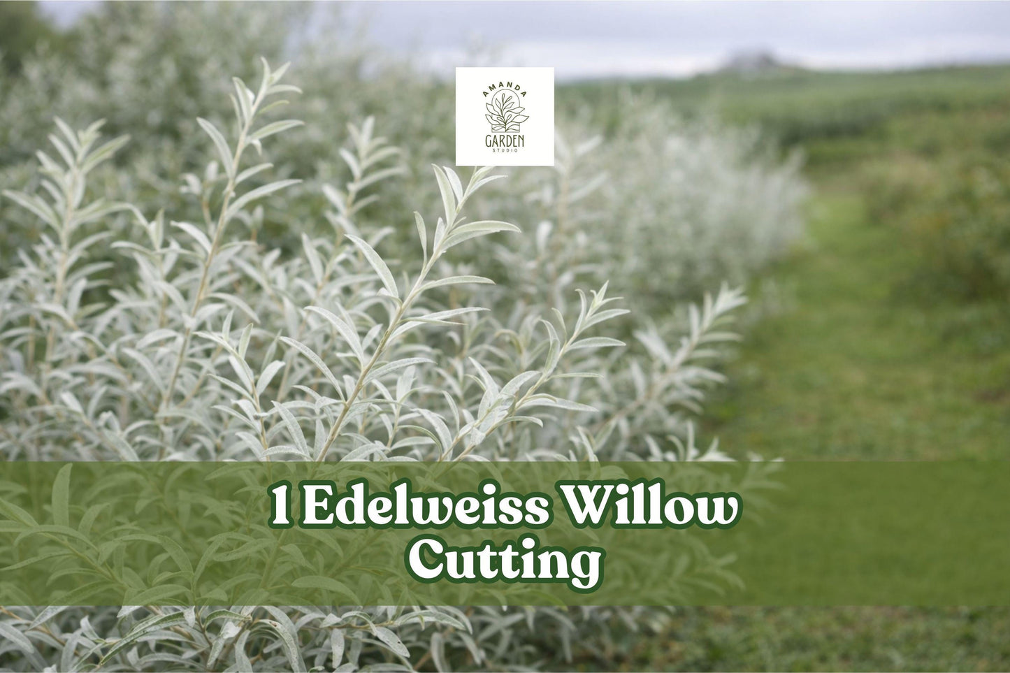 Edelweiss Willow Cutting, Variegated Salix Plant for Hedges and Landscape, Deciduous Shrub, Bare Root