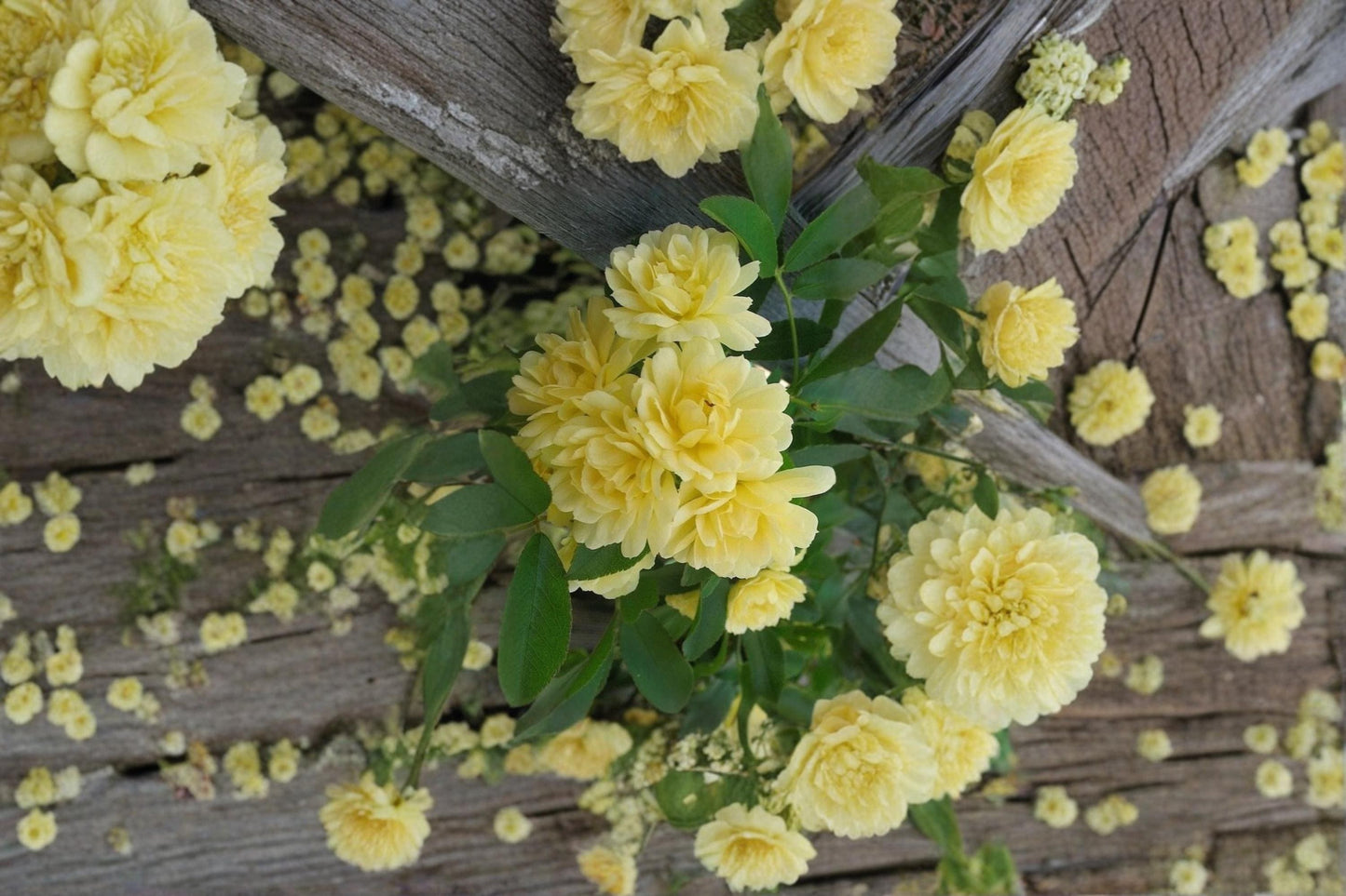 Yellow Lady Banks Climbing Rose Cuttings – Rosa banksiae lutea, Full Sun, Thornless, Spring Blooms, Garden Trellis, Fence Coverage