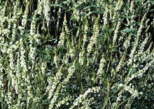 White Sweet Clover Seeds – Fragrant Cover Crop for Meadows and Gardens (Melilotus alba)