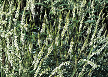 White Sweet Clover Seeds – Fragrant Cover Crop for Meadows, Pollinator Gardens, and Soil Improvement (Melilotus alba)