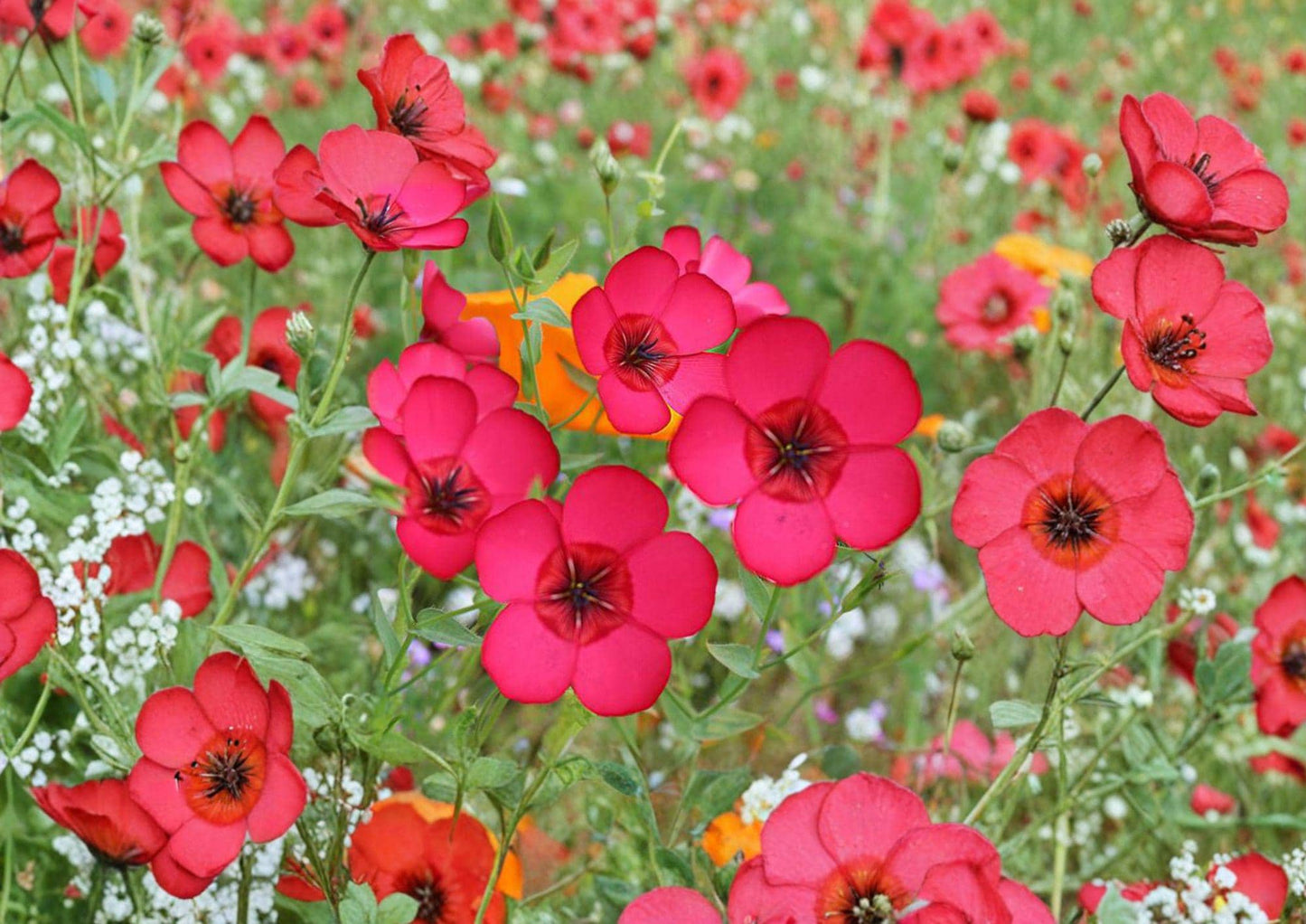 Scarlet Flax Seeds – Bright Red Annual Flower for Gardens & Borders (Linum grandiflorum rubrum)