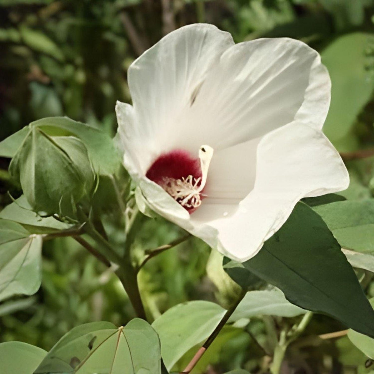 Swamp Rose Mallow Seeds 30 | Hibiscus moscheutos | Native Wetland Perennial with Large White or Pink Flowers