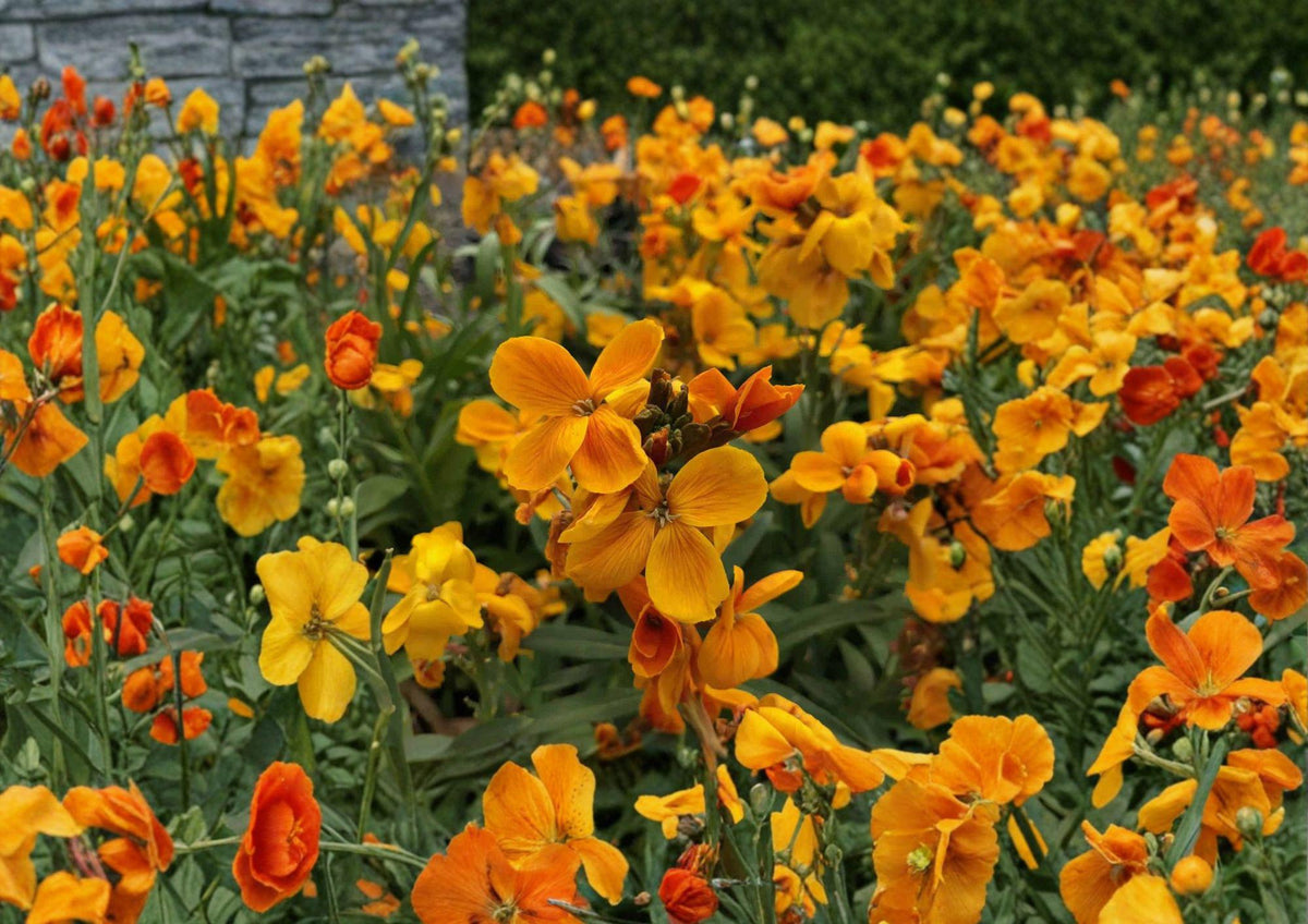 Siberian Wallflower Seeds – 100 Bright Orange Cheiranthus Allionii Spring Flower Seeds for Garden Borders