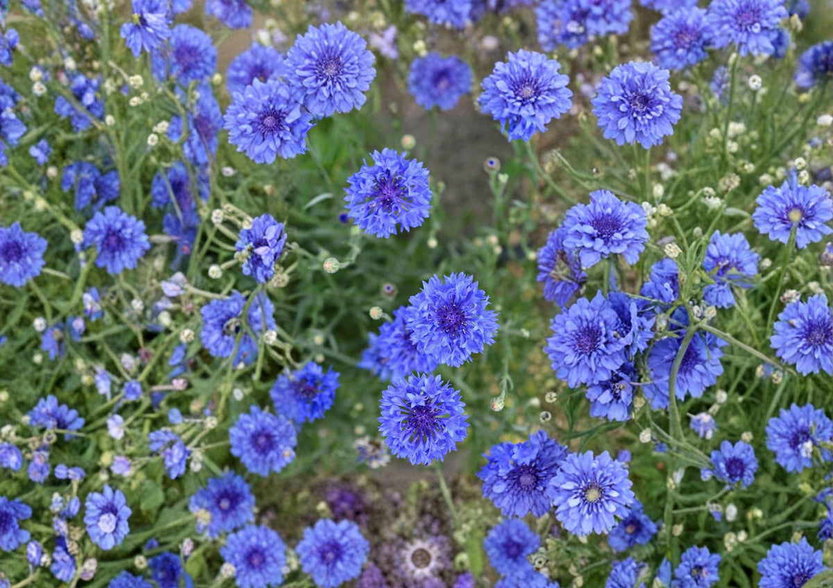 Blue Bachelor’s Button Seeds – 100 Cornflower (Centaurea cyanus) Annual for Borders, Wildflower Gardens, and Cut Flowers
