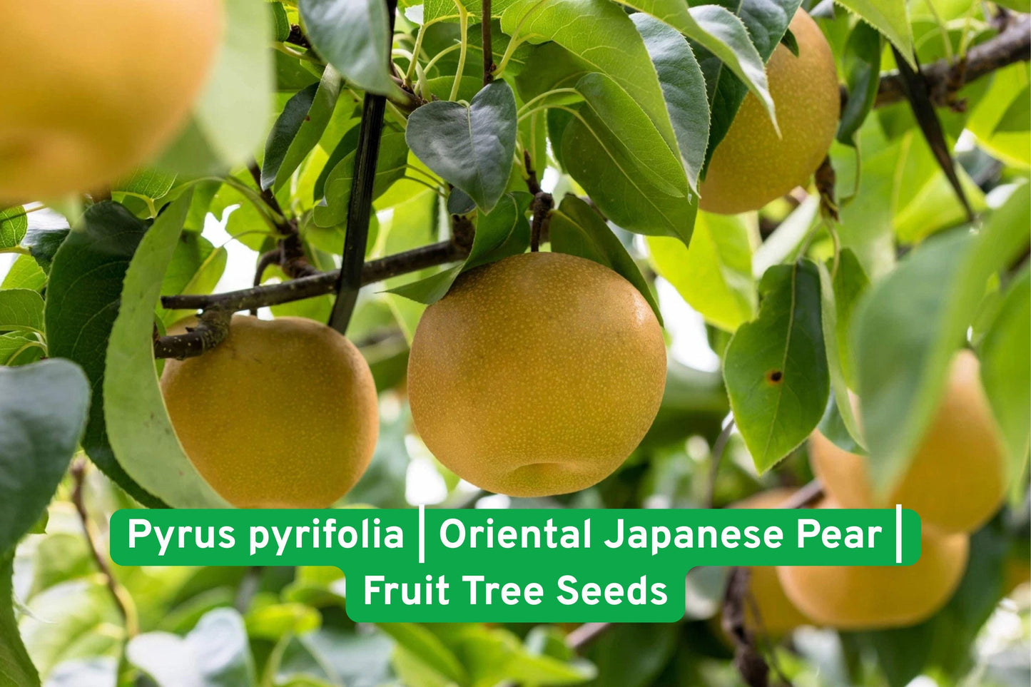 Asian Pear Tree Seeds | Pyrus pyrifolia | Japanese & Chinese Pear | Fruit Tree Seeds for Home Orchards & Gardens