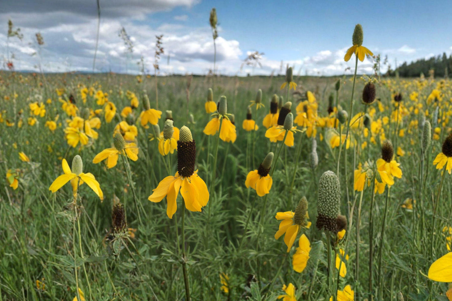 Prairie Coneflower Seeds – Mexican Hat Wildflower, Pollinator Garden, Drought Tolerant, Ratibida columnifera, 100 Seeds