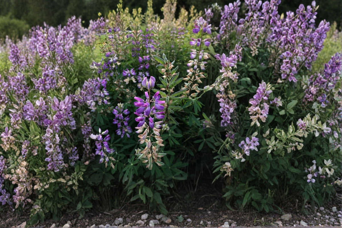 Lupine Riverbank Seeds – Native Wildflower for Pollinator Gardens, Moist Soils, Lupinus rivularis