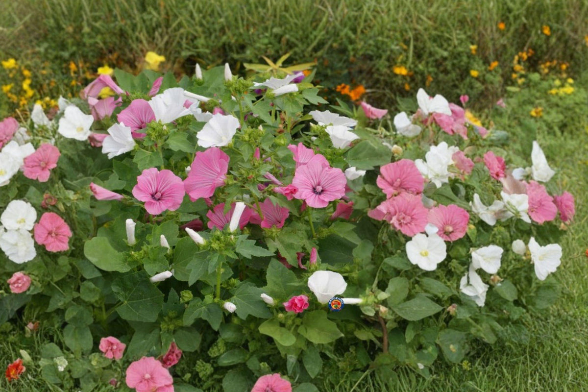 Rose Mallow Dwarf Mix Seeds – Annual Flower Blend for Borders, Containers, Cottage Gardens – Lavatera trimestris