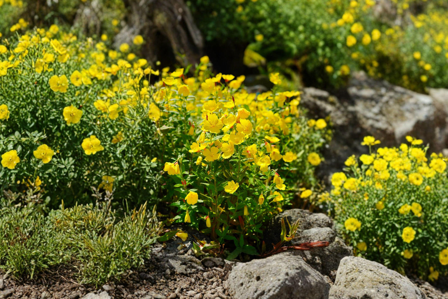 Evening Primrose Seeds – Bright Yellow Night Blooming Flowers for Gardens – Oenothera lamarckiana, Pollinator-Friendly, Wildflower Meadow Seeds