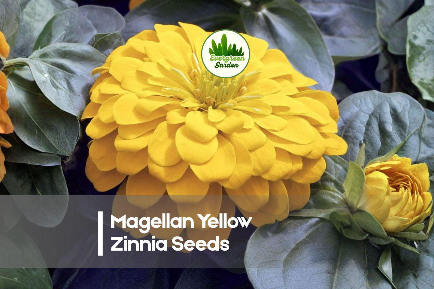 Magellan Yellow Zinnia Seeds, Bright Yellow Blooms, Compact Annual, Zinnia elegans, Summer Flower Seeds