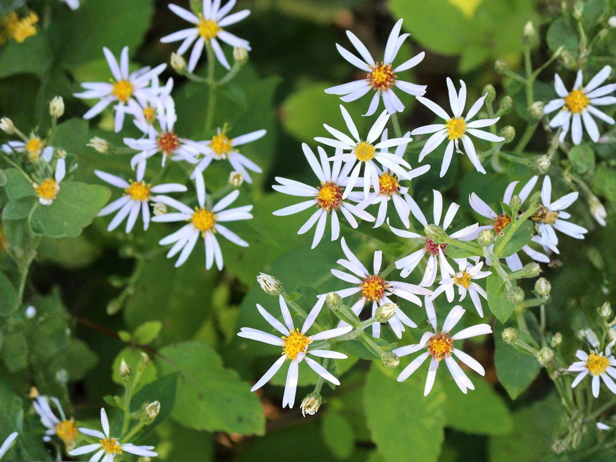 Eurybia macrophylla Seeds – Big-Leaved Aster Native Wildflower for Woodland Gardens, Heirloom, Pollinator-Friendly