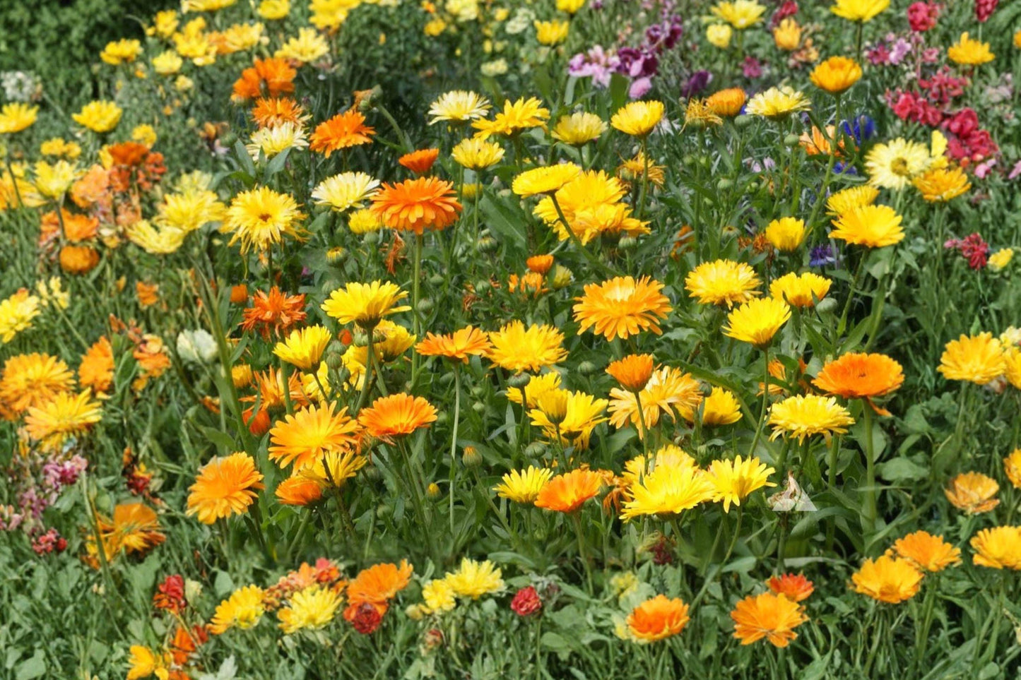 Calendula Pacific Beauty Orange Flower Seeds – Bright Double Orange Calendula officinalis for Borders, Containers, Pollinator Gardens, 100 Seeds