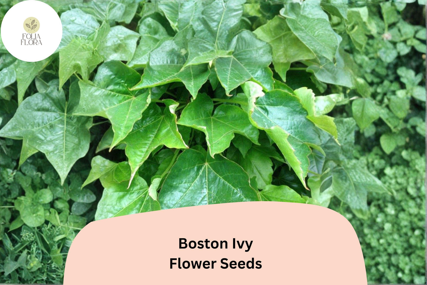 Boston Ivy Seeds – 10 Parthenocissus tricuspidata Climbing Vine for Walls, Fences & Trellises