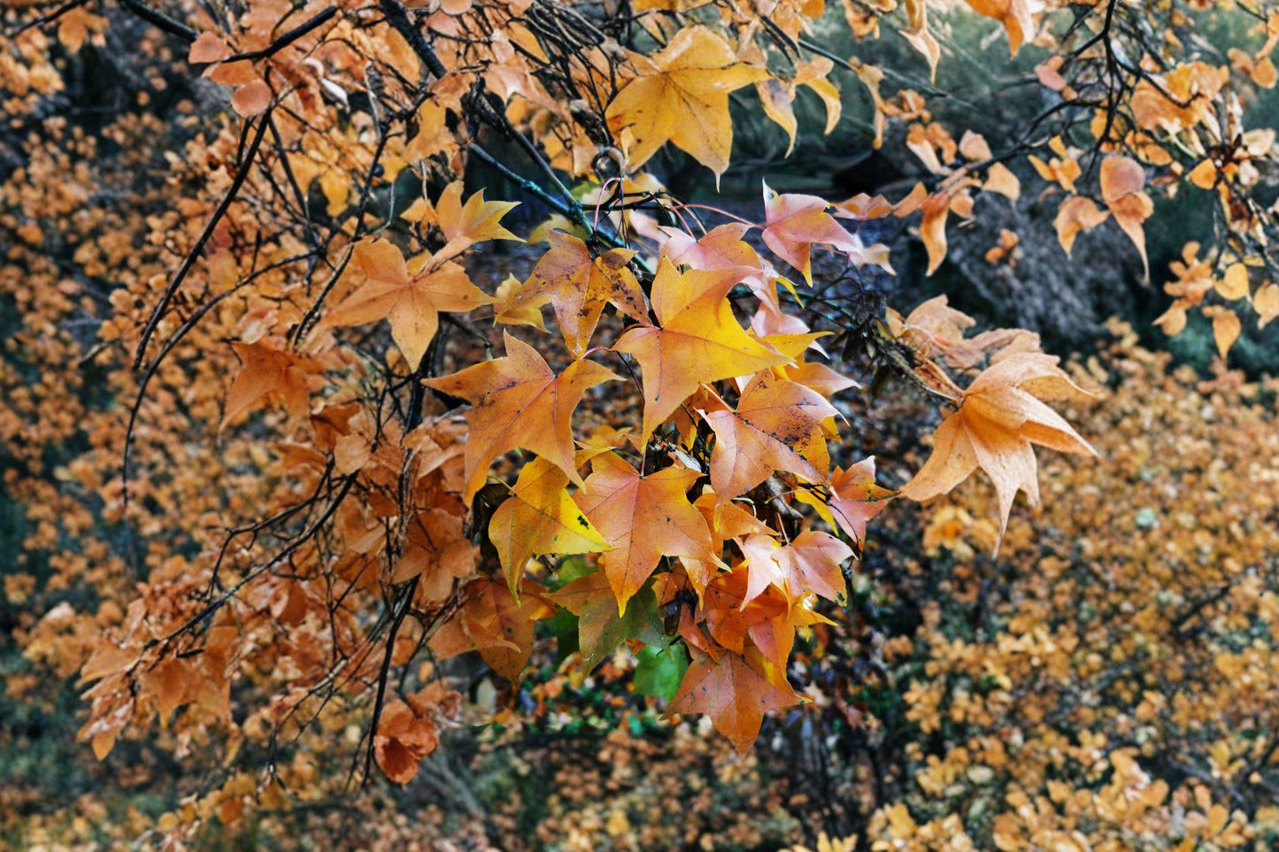 Acer mono Painted Maple Seeds – Ornamental Tree for Autumn Color, Landscape Focal Point, Deciduous Tree