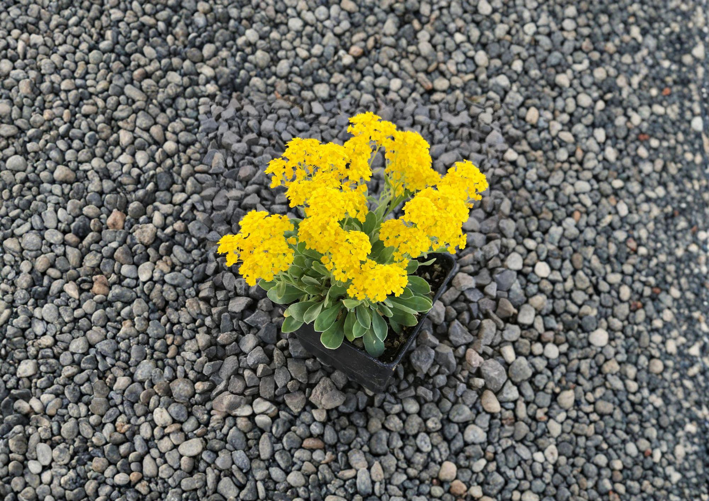 Basket of Gold Seeds – 100 Bright Yellow Spring Flower Seeds for Rock Gardens – Alyssum saxatile Perennial Groundcover