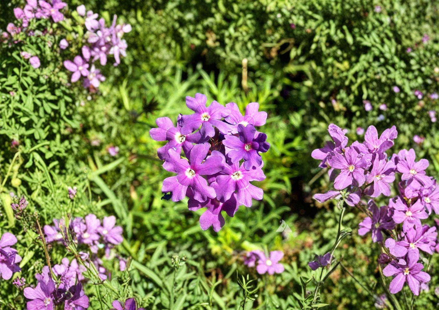 Moss Verbena Seeds – Low Growing Purple Pink Flowering Annual for Groundcover & Borders – Verbena tenuisecta