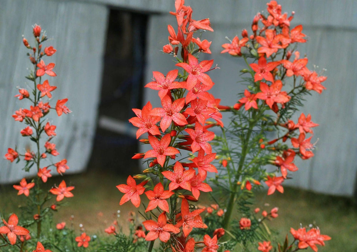 Standing Cypress Wildflower Seeds – Ipomopsis rubra – Red Tubular Blooms for Hummingbird Gardens, Tall Biennial Native Plant