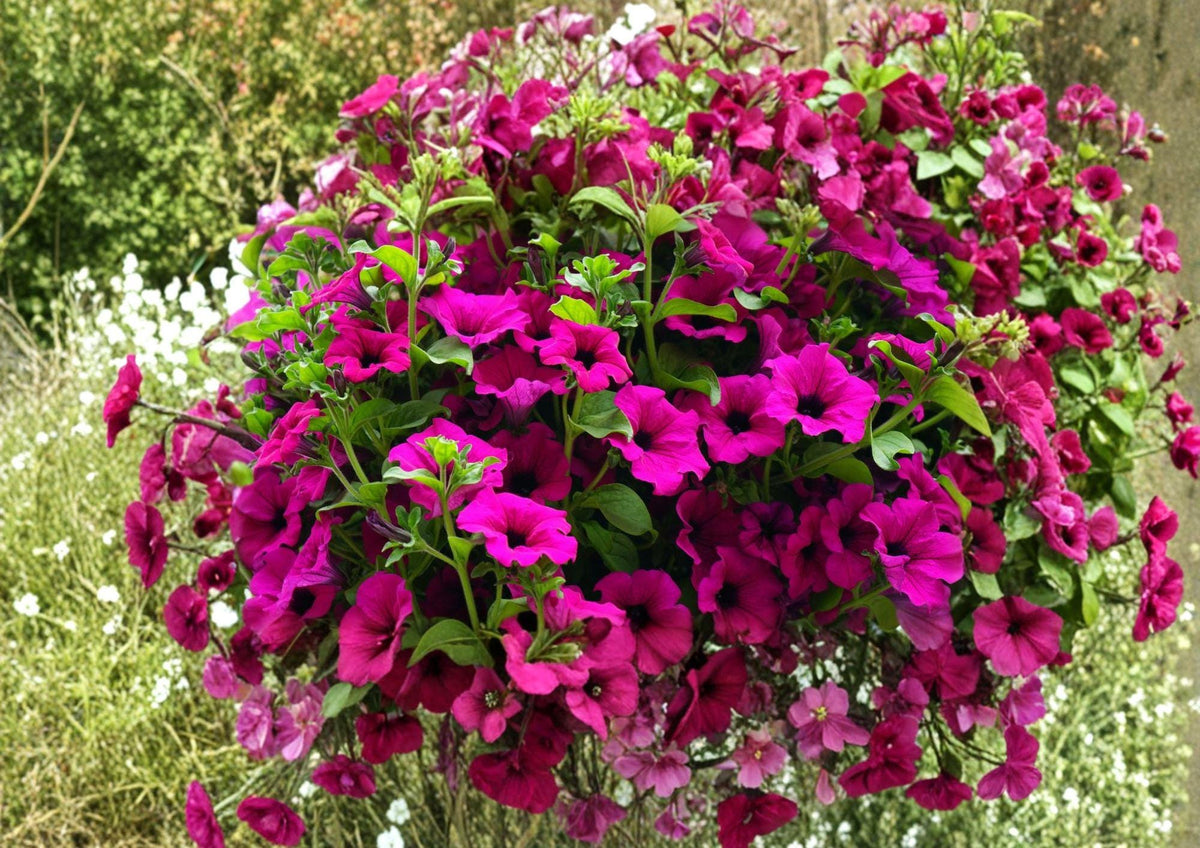 Shanin Wild Petunia Seeds – 100 Purple Heirloom Flower Seeds for Summer Garden, Pollinator Friendly, Petunia violacea