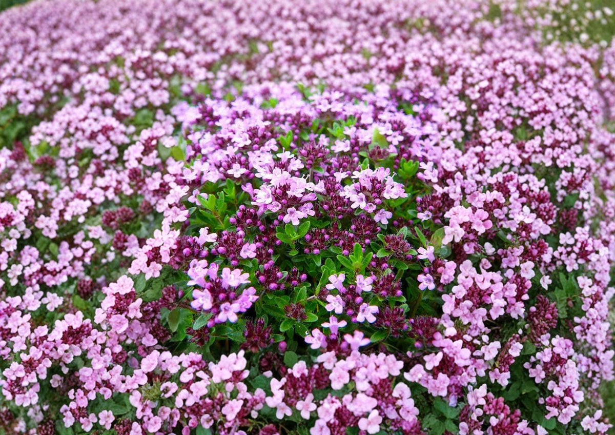 Creeping Thyme Seeds – Thymus serpyllum Groundcover Herb for Rock Gardens, Pathways & Lawns, Pink-Purple Flowers, Drought Tolerant
