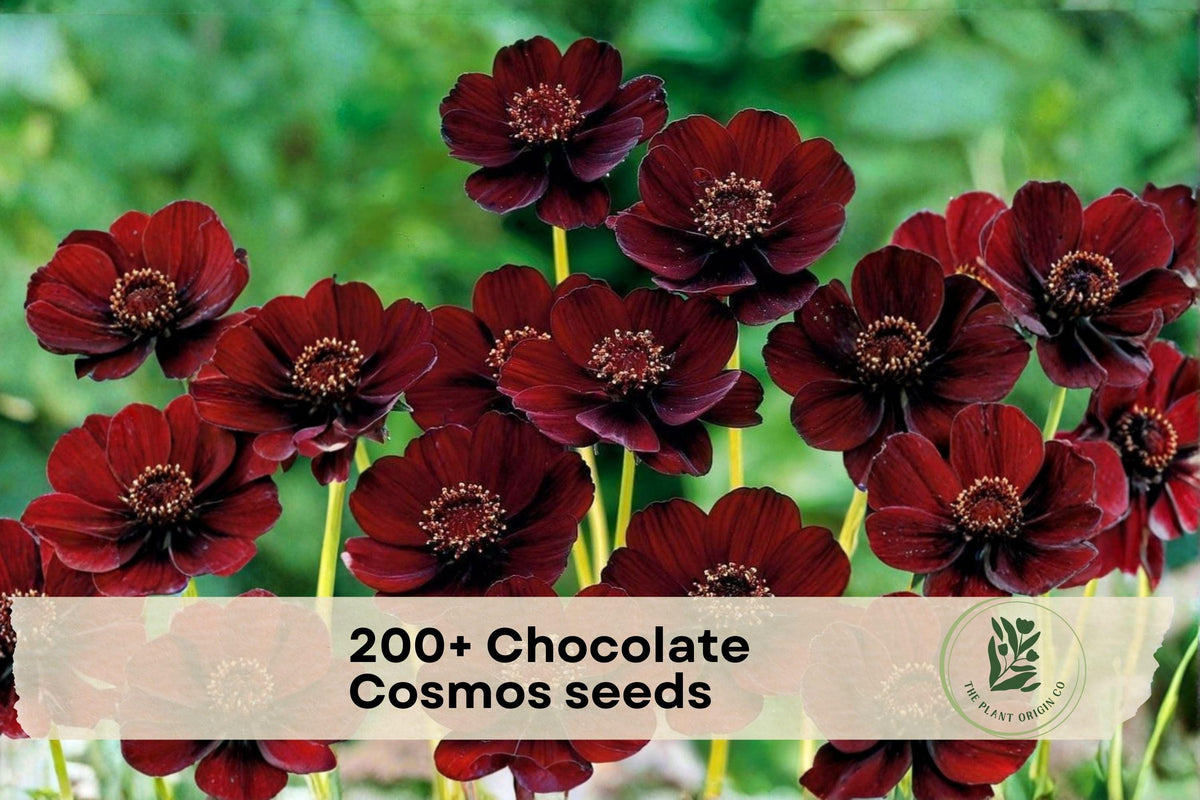 200+ Chocolate Cosmos Seeds - Deep Burgundy Flowers, Cosmos atrosanguineus, Annual Flower for Borders, Cut Flowers & Pollinator Gardens