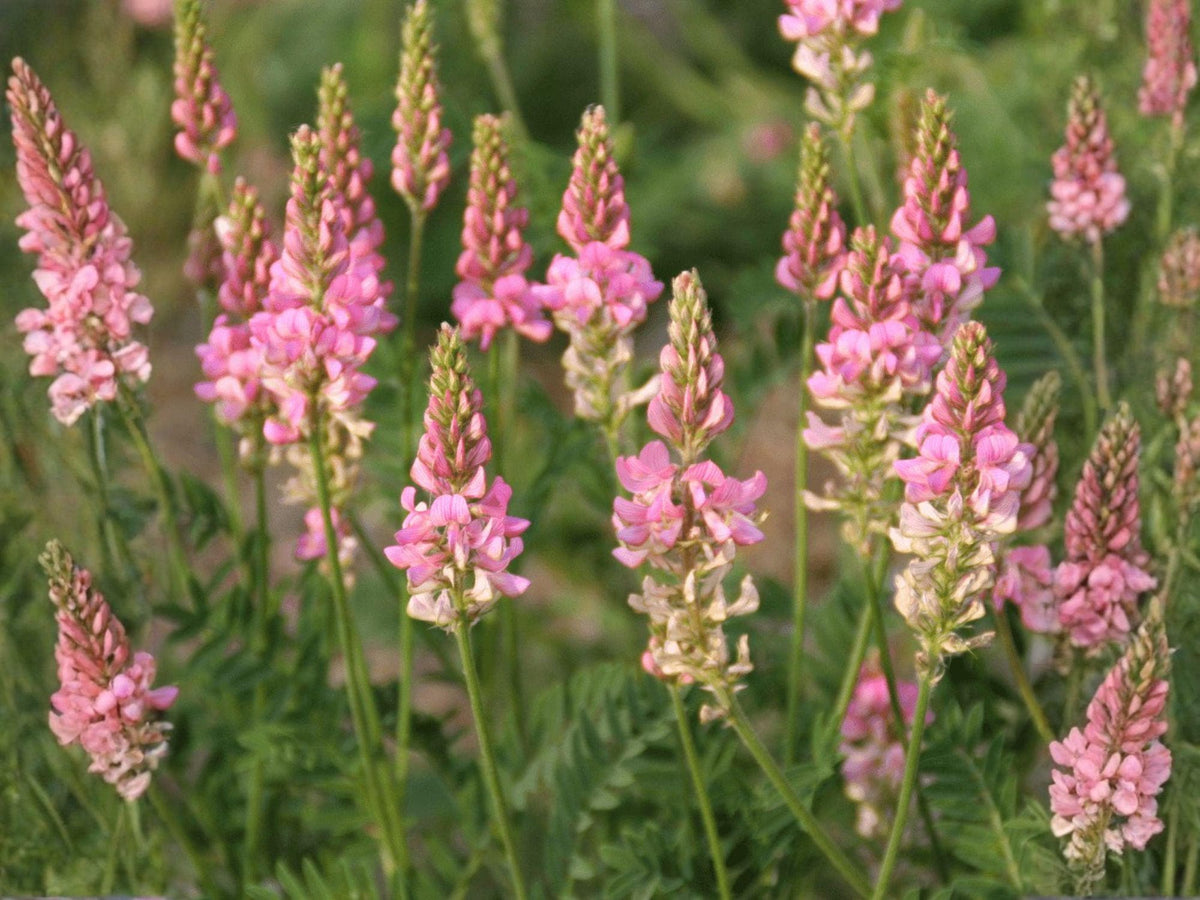 Sainfoin Flower Seeds | Onobrychis viciifolia | Pink Flowers | Perennial Garden Seeds | 100 Seeds