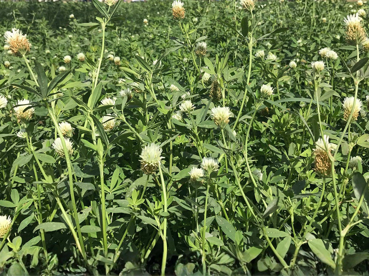 Berseem Clover Seeds | Trifolium alexandrinum | Egyptian Clover, White to Cream Flowers, Annual Green Foliage, Garden & Natural Planting