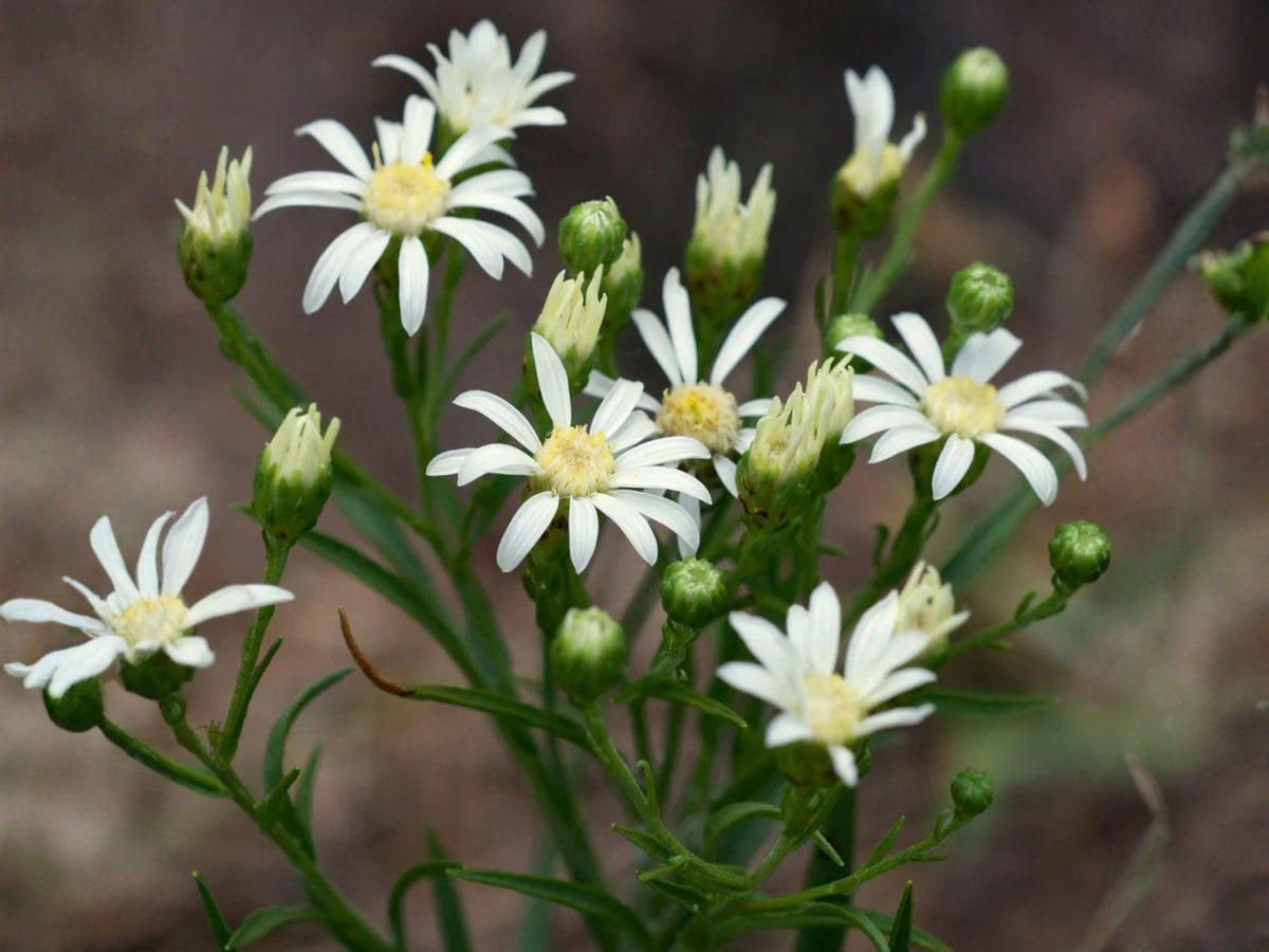 Upland White Goldenrod Seeds – Native Perennial Wildflower for Pollinator Gardens – Oligoneuron album, Drought-Tolerant, Late Summer Bloom